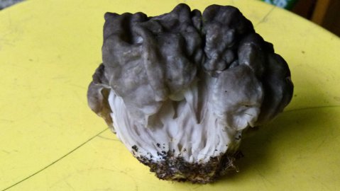 Sienen koko kerättäessä noin 10cm, harmaa ja lokeroinen. Tuoksu ei ole korvasienen tuoksu, vaan vaikkapa jonkin formaliinin tyyppistä, ei kuitenkaan epämiellyttävä ja väri ei täsmää. Sienellä ei myöskään ole "jalkaa" edes siinä määrin kuin korvasienellä, vaan koko sieni näkyy (kuva) kasvavan salaatinomaisesti "kantapisteestä". Kuivaa sientä maistettaessa ei erotu erityistä makua tai pistävyyttä. Kasvupaikka on nurmikko rantatontilla.