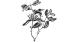 Uudenseelannin misteli (Trilepidea adamsii)