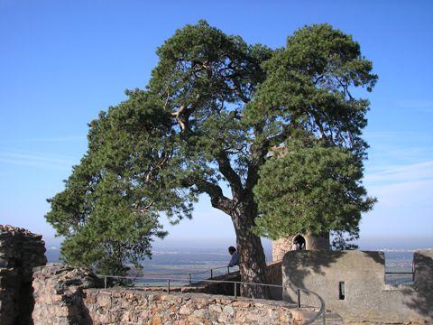 Mäntylinna