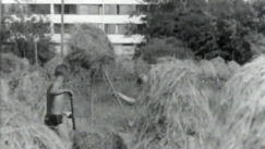Kuva: Heinntekoa Heinpn kaupunginosan kupeessa (1966). Yle kuvanauha.