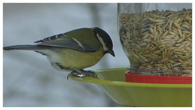 lintu ruokailemassa (copyright YLE/videokuvaa)