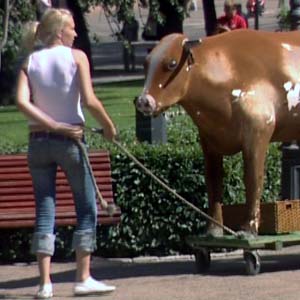 Nuori nainen ja lehmä, kuva YLE/videokuvaa