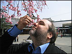 Marku ja kirsikankukkia