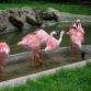Flamingoja