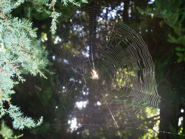 Paluumuuttajat. Hämähäkinverkkoa ja kiireettömyyttä. Kuva: Anri Kuivalainen