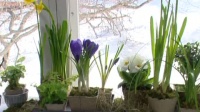 Kevätasetelma ikkunalle sipuli- ja ruukkukasveista. Kuva: Strömsö
