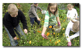 Sadonkorjuu Salaisessa puutarhassa on osa kestävän kehityksen kasvatusta Vihdin Jokikunnan koulussa.